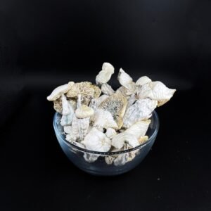 True Albino Teacher Magic Mushrooms