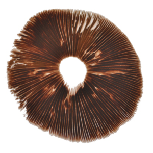 Red Boy Psilocybe Cubensis Spore Print
