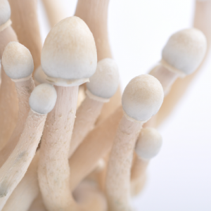 Buy Albino A+ Magic Mushroom