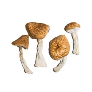 Burmese Mushroom