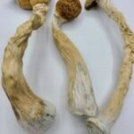 Mexican Mushrooms