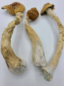 Mexican Mushrooms