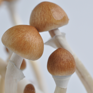 Buy B+ Magic Mushroom