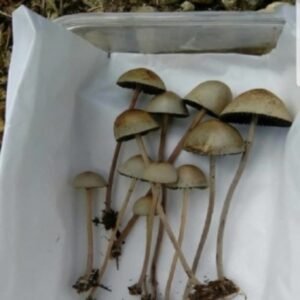 buy-psilocybe-mexicana-scaled-1.jpg Psilocybe Mexicana