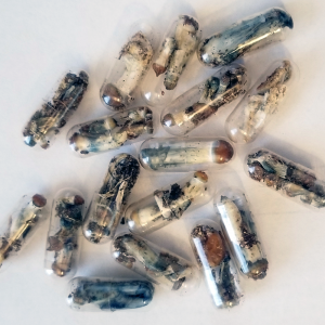 BUY MICRO MUSHROOMS