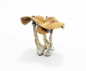 Z-strain Magic Mushroom